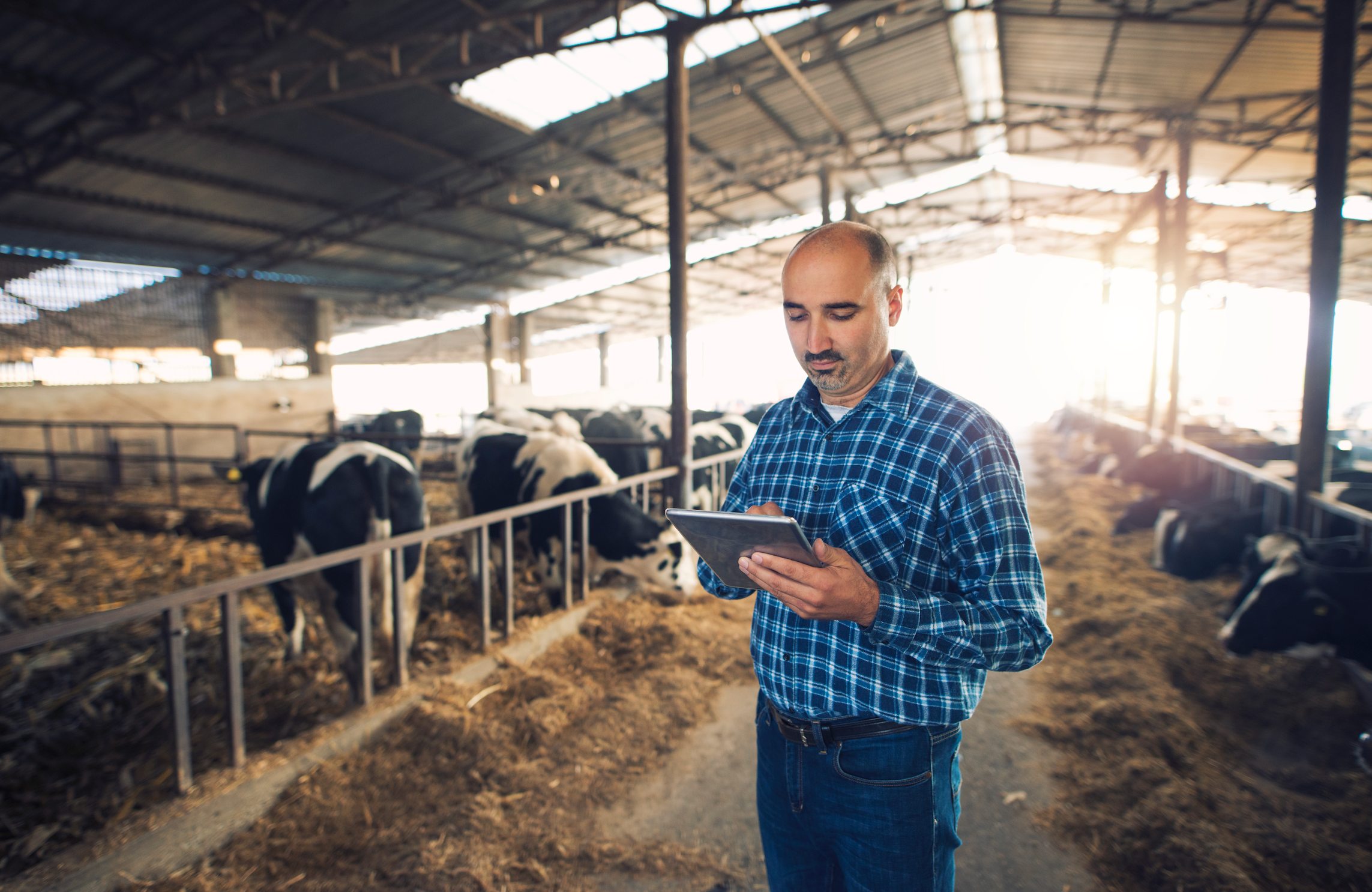 Tecnología en la Ganadería Moderna