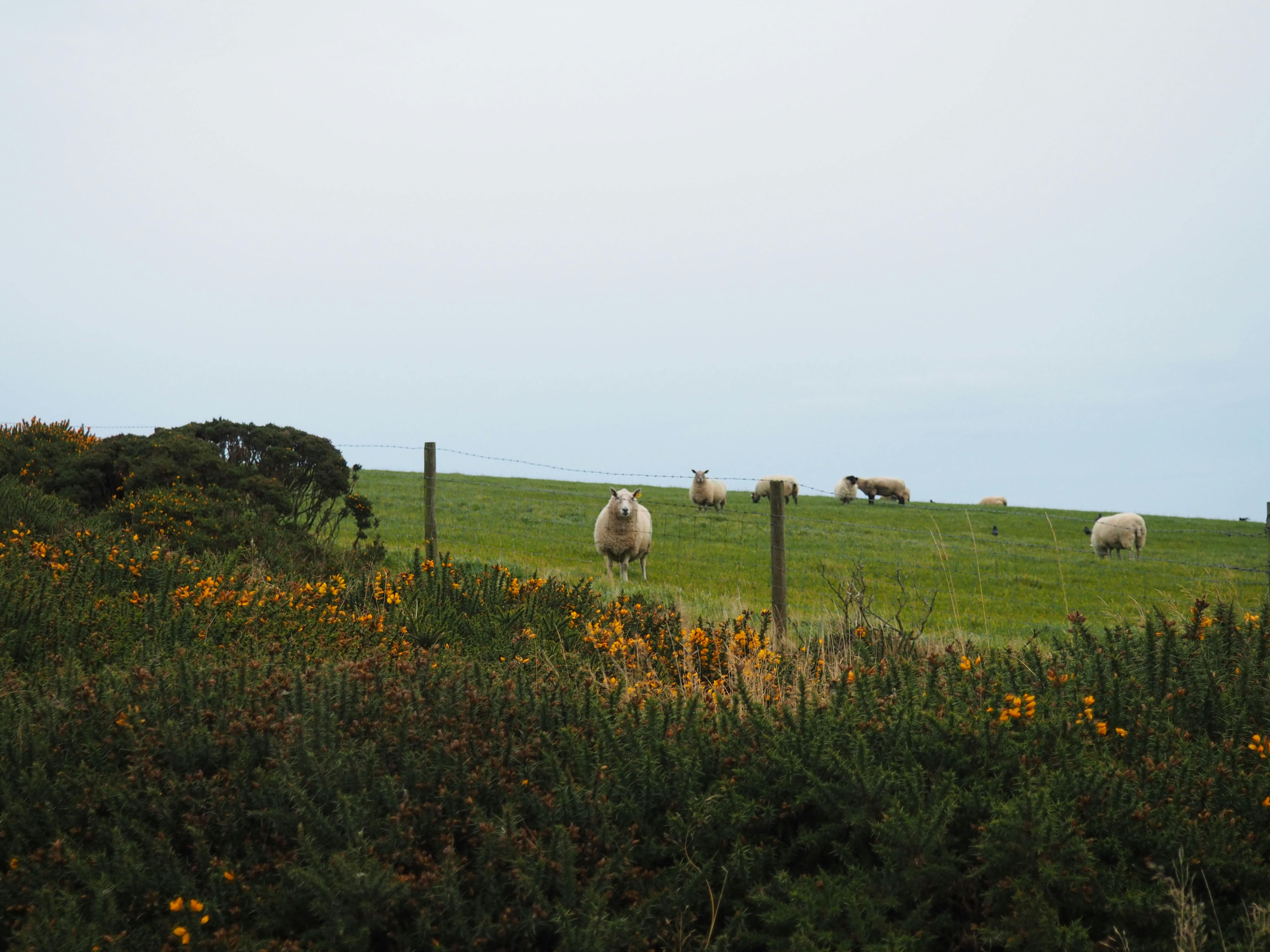 La sostenibilidad en la ganadería: Un compromiso con el futuro
