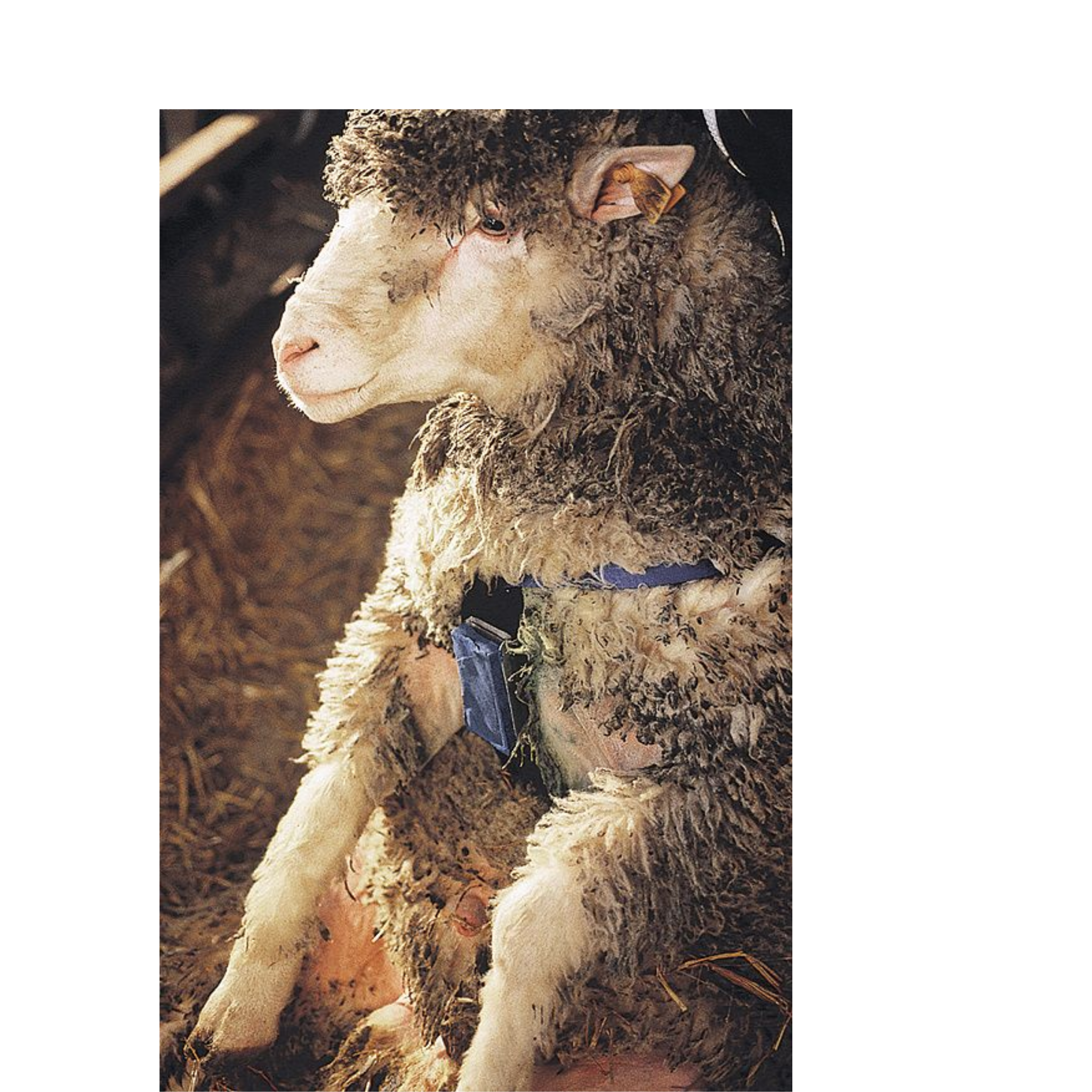 Arnés para moruecos