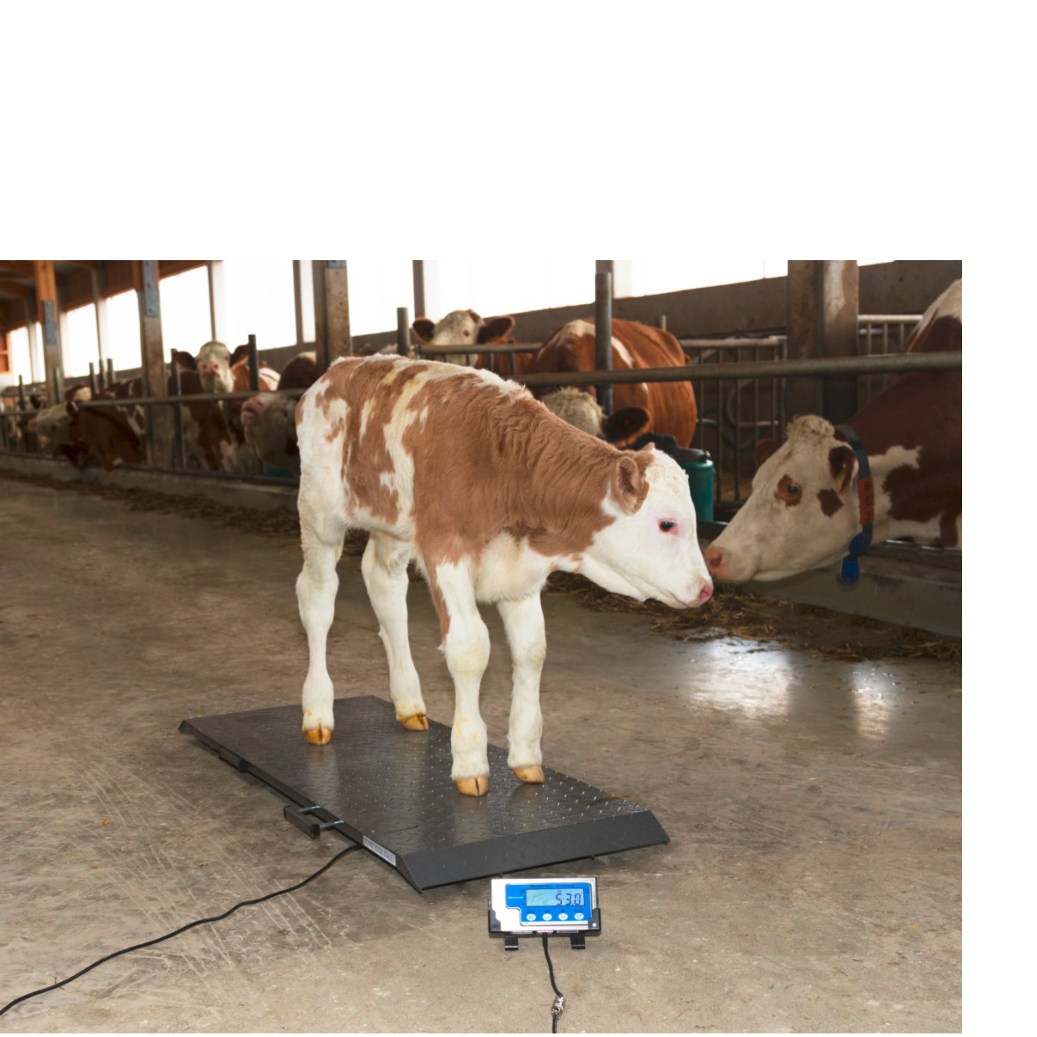 Bascula electrónica completa PS1000