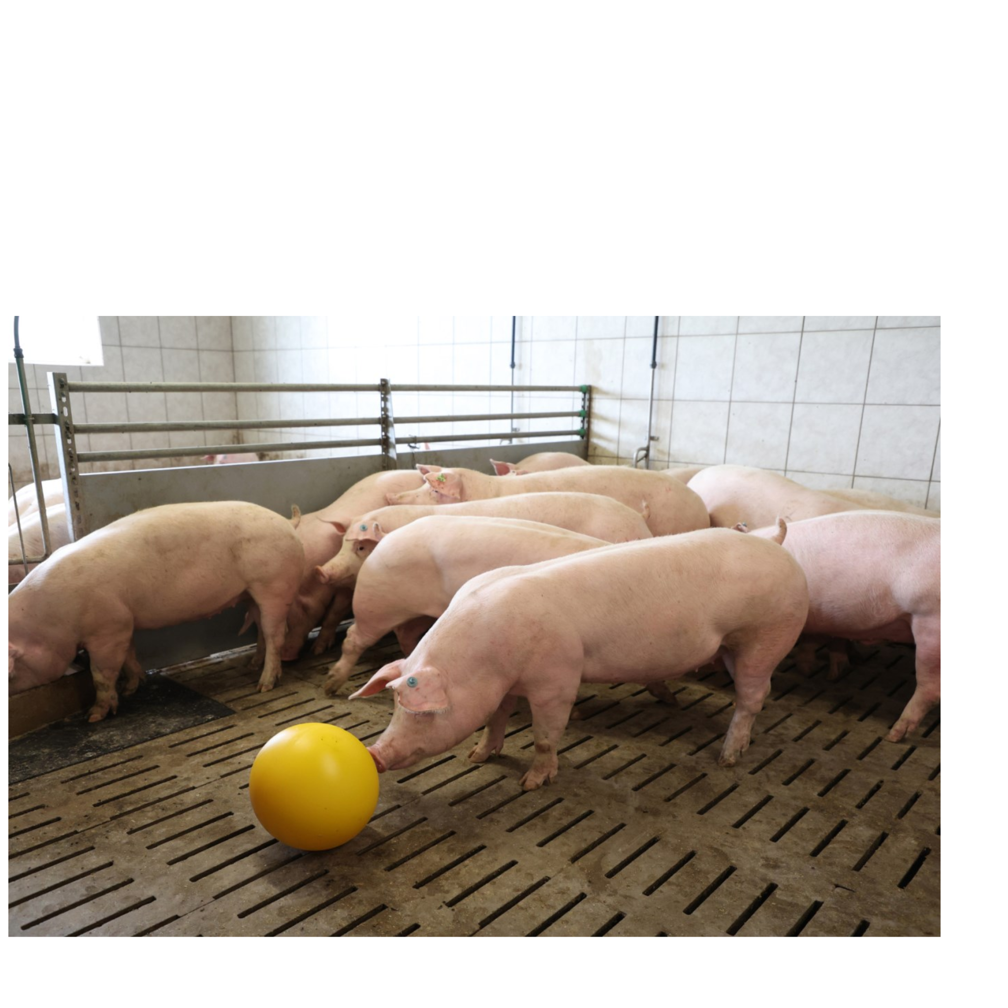 Bolas antiestrés para cerdos