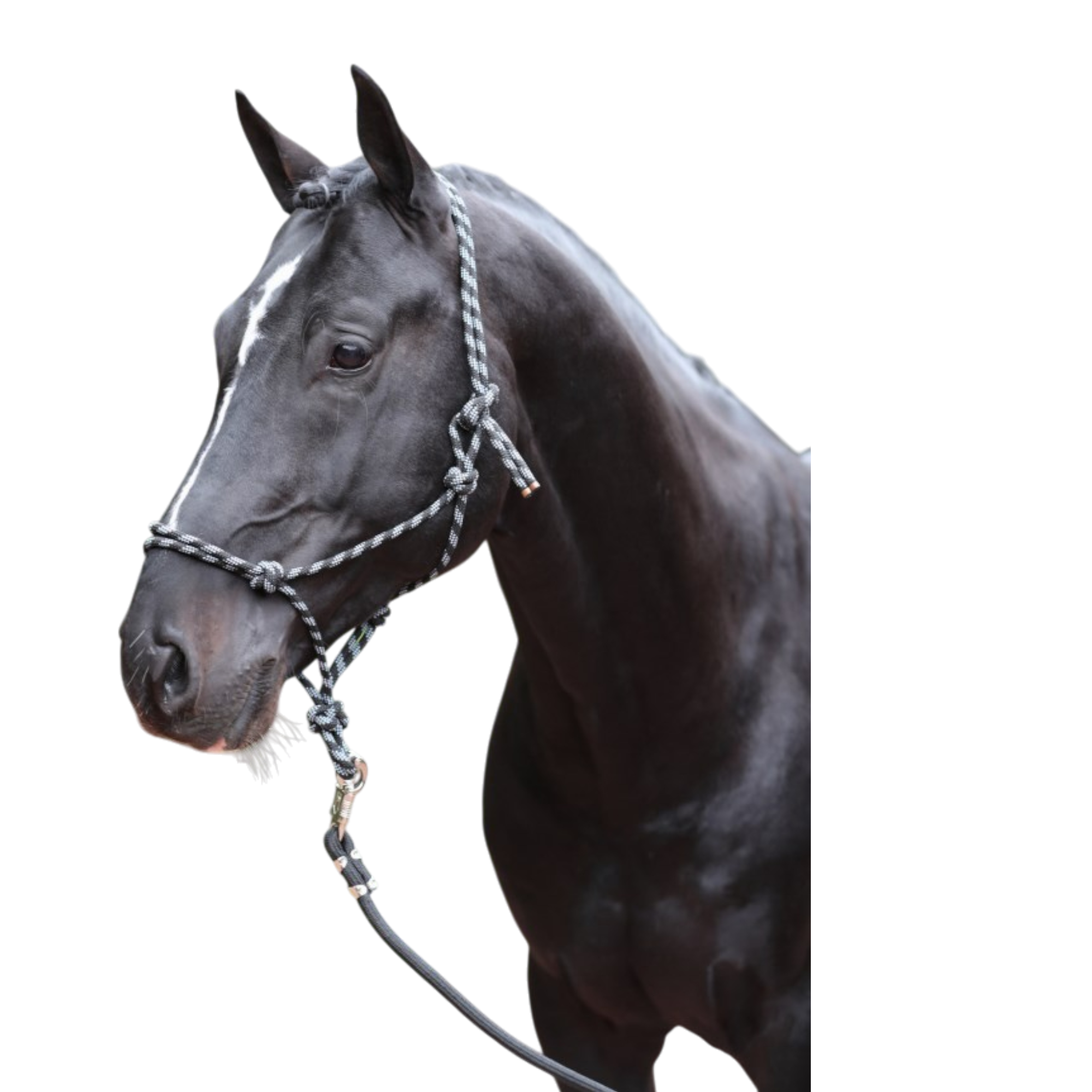 Cabezada de cordón para cuadra