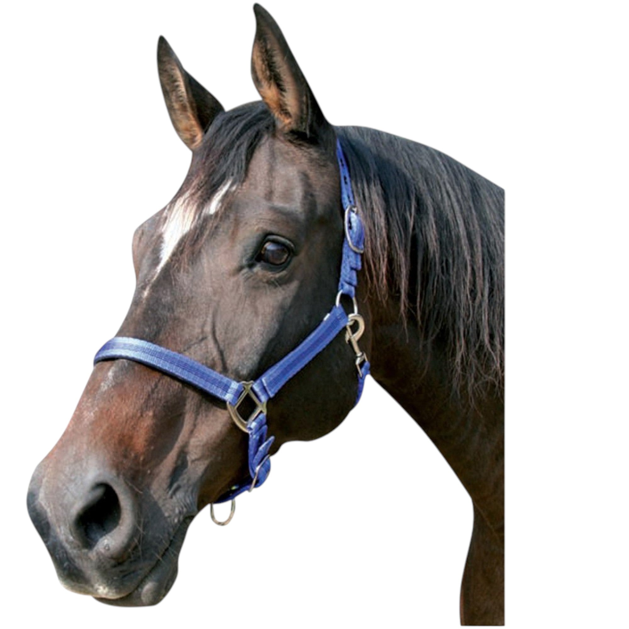 Cabezada nailon bicolor doble con mosquetón