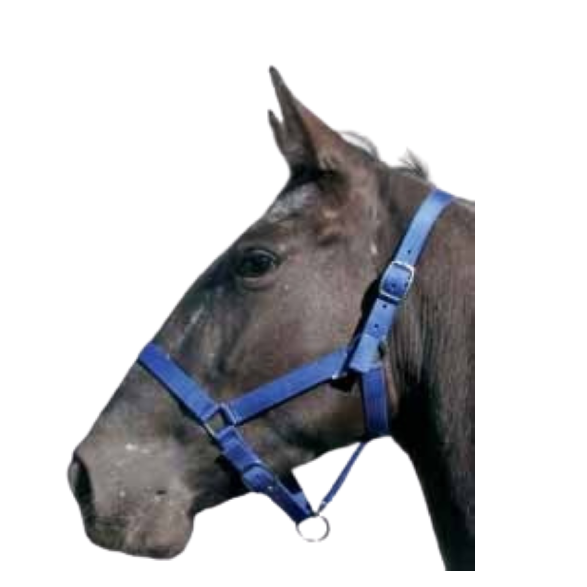 Cabezada nailon hippo