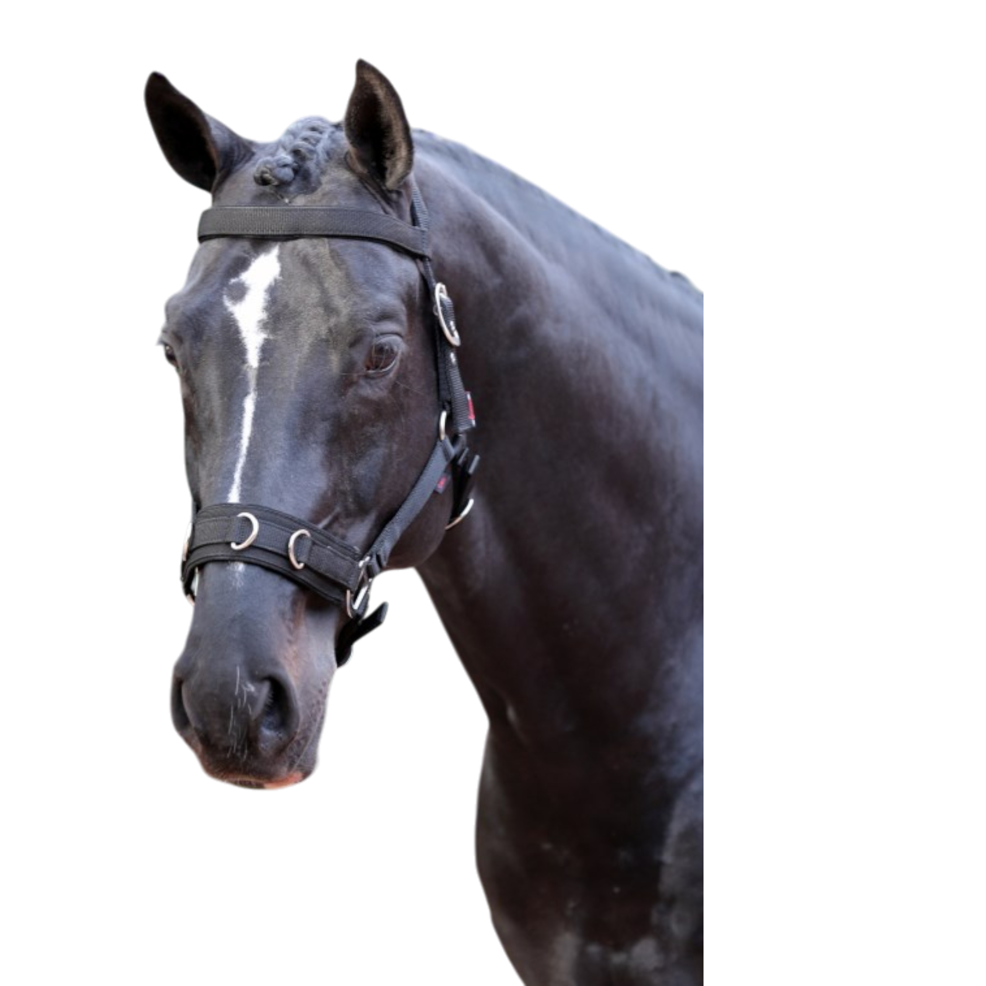 Cabezada serreta sintética