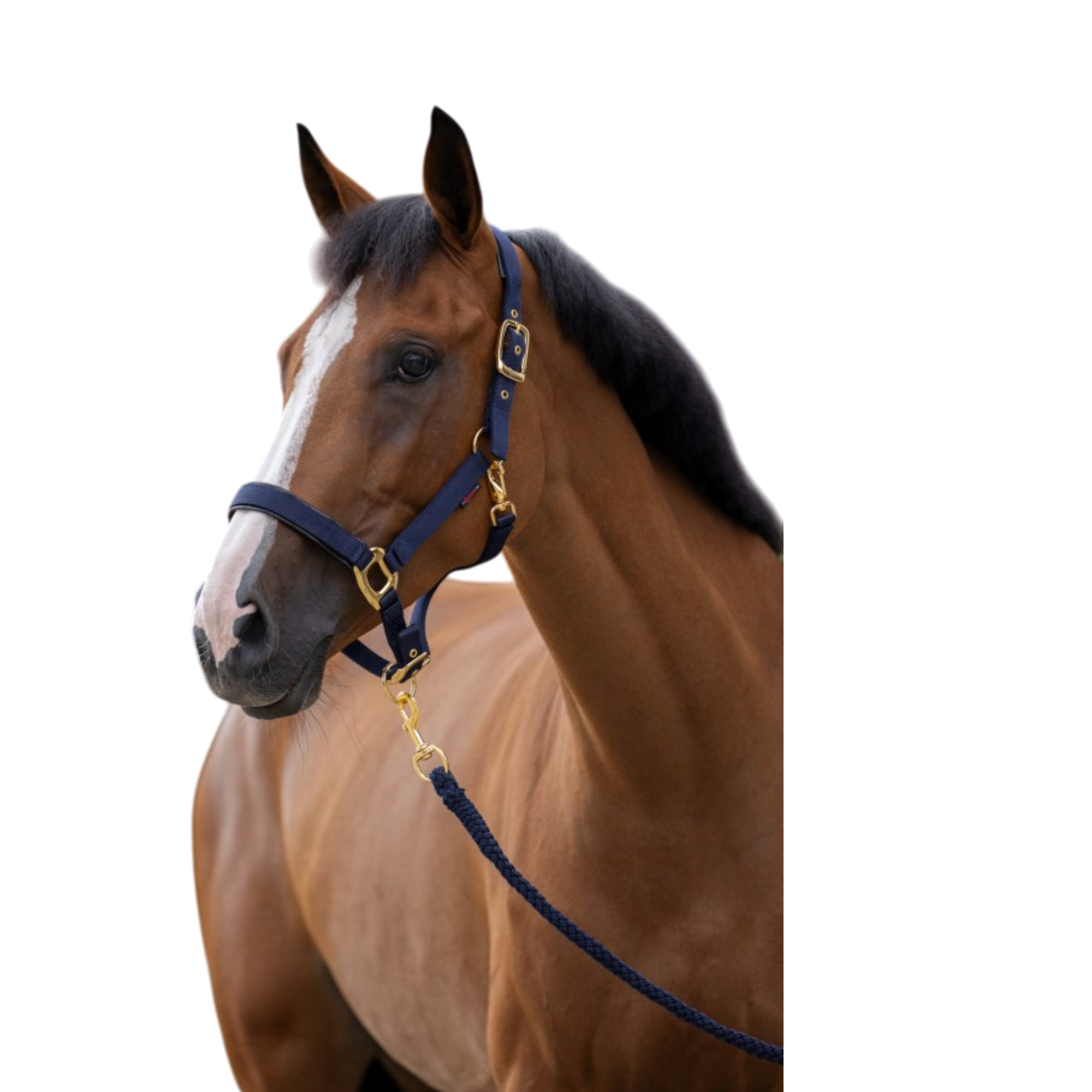 Cabezada de nailon para caballo TopLine