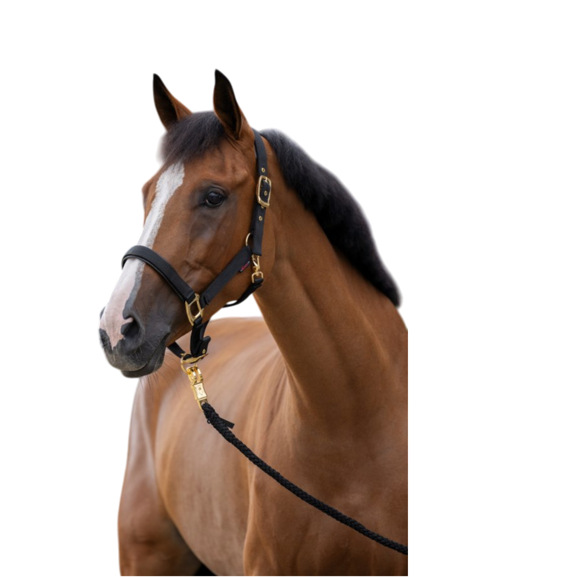 Cabezada de nailon para caballo TopLine