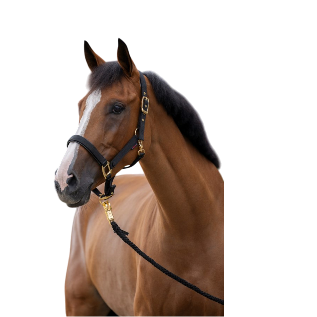 Cabezada de nailon para caballo TopLine