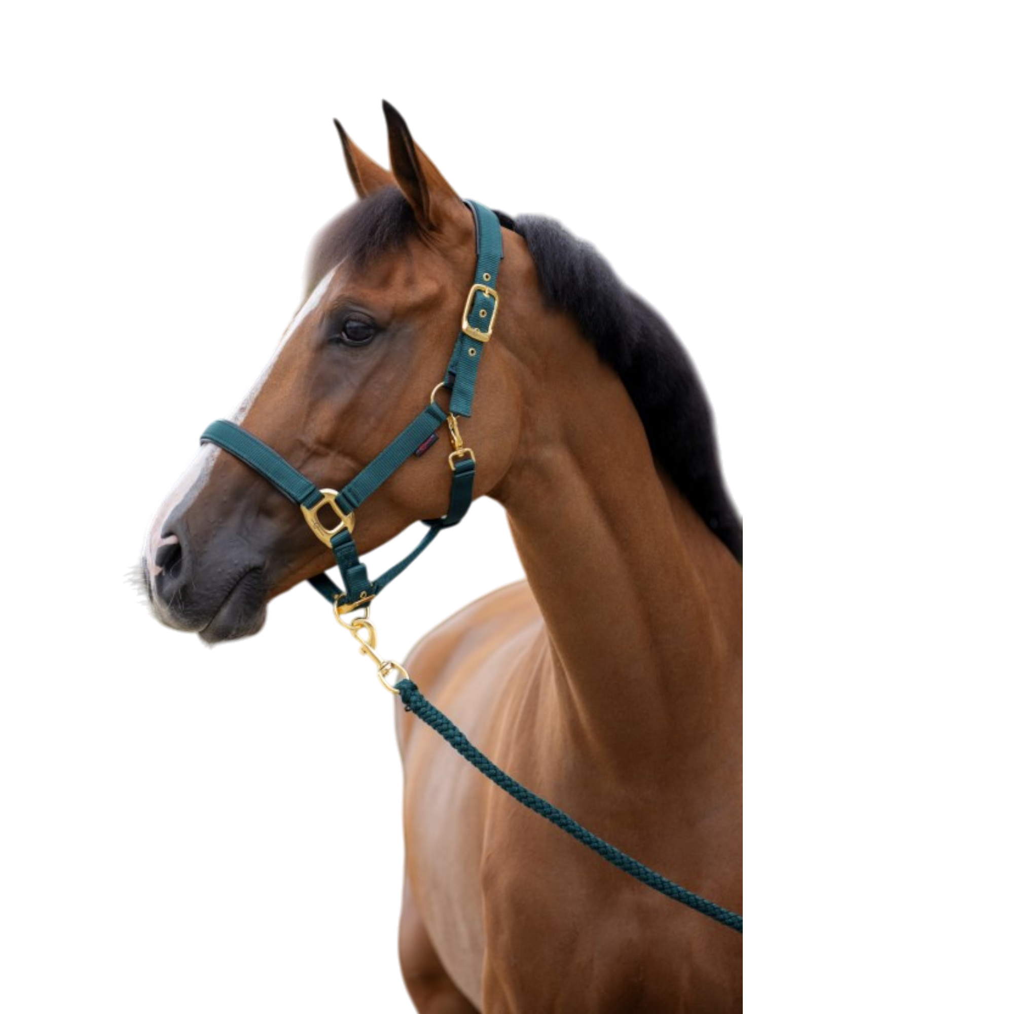 Cabezada de nailon para caballo TopLine