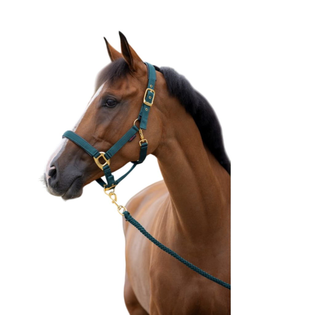 Cabezada de nailon para caballo TopLine