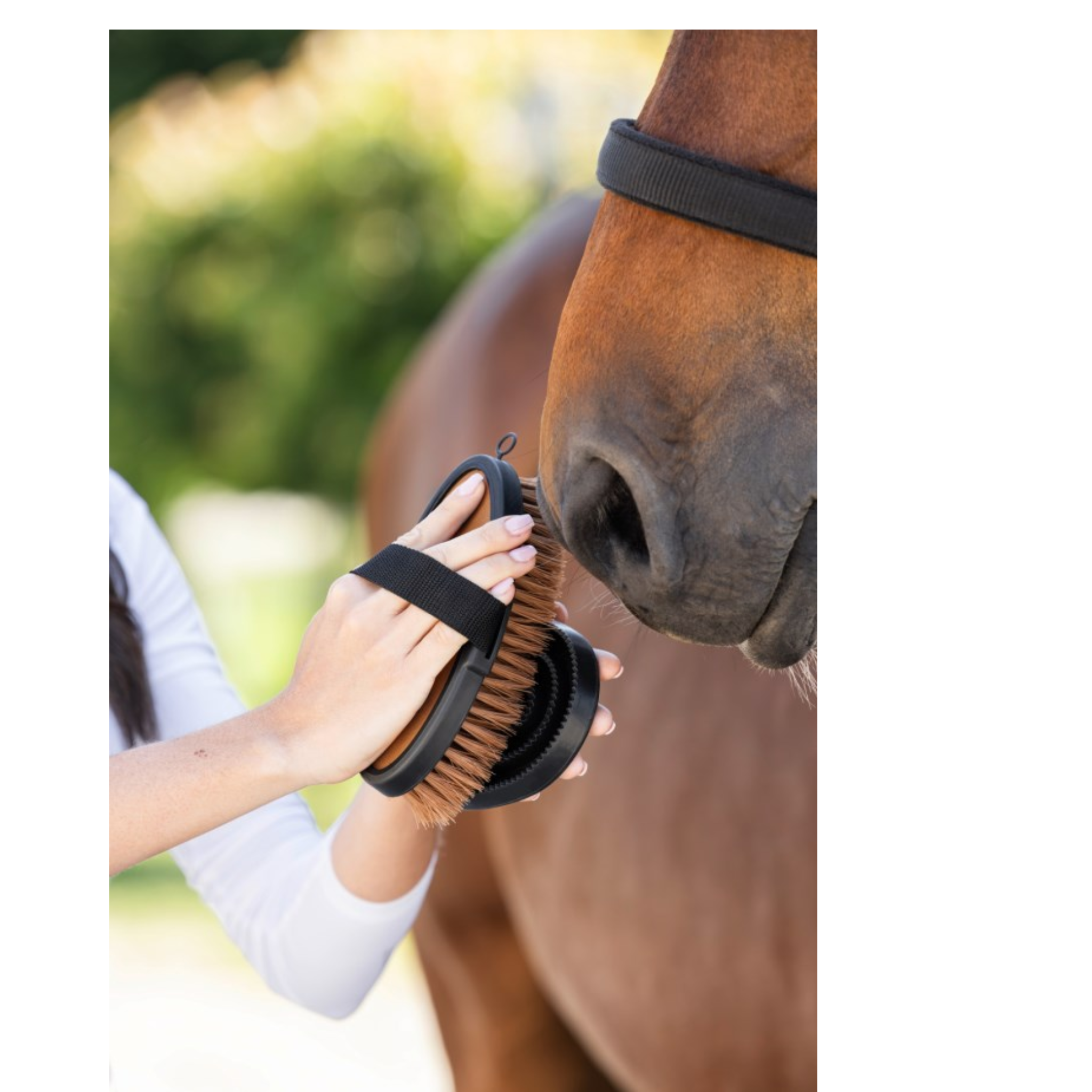 Cepillo crines y cuerpo dureza media