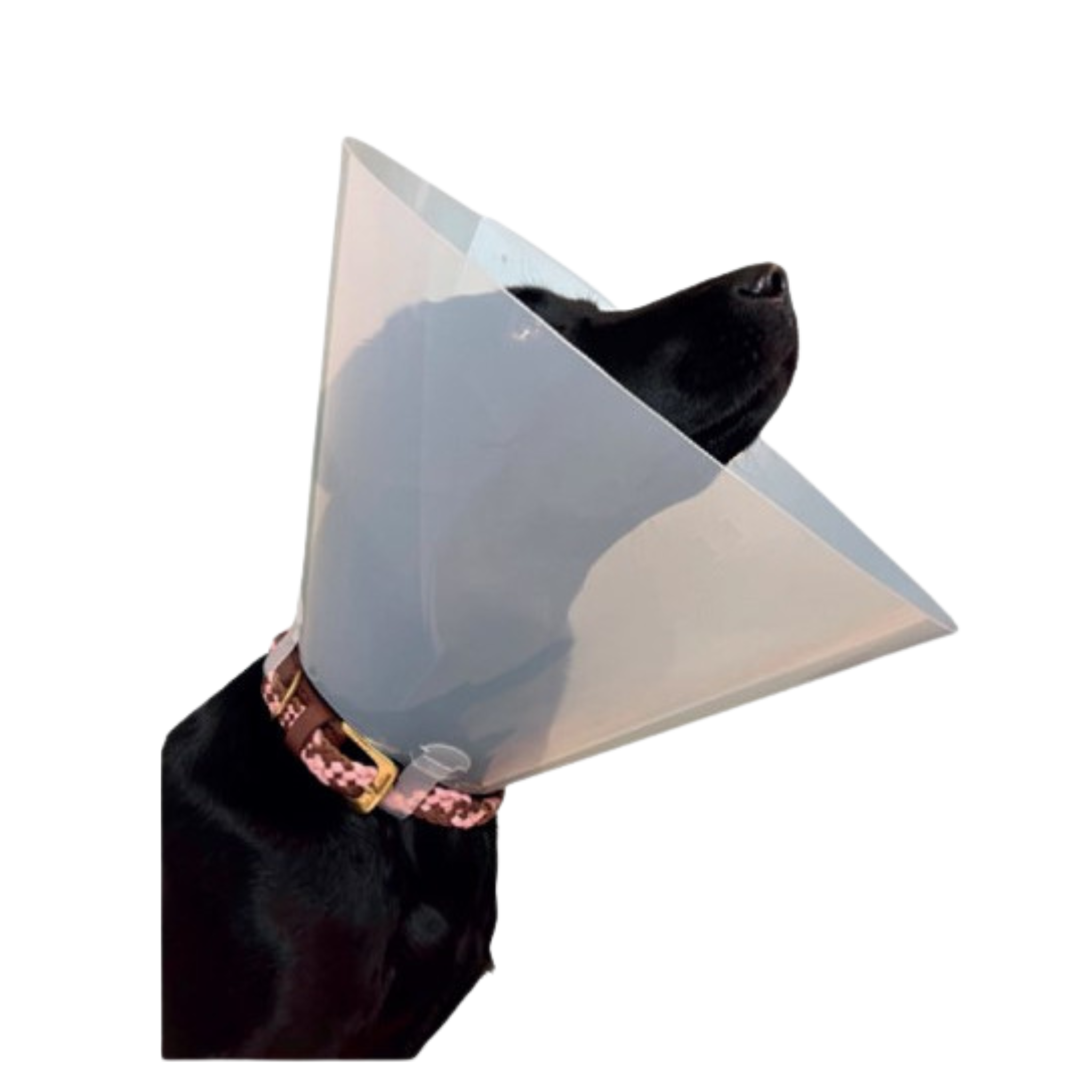 Collar Isabelino transparente