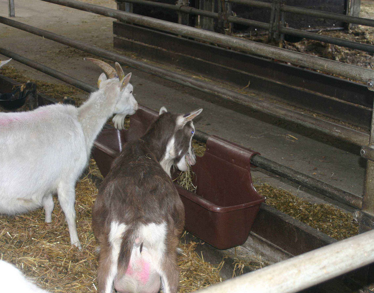 Comedero bebedero de colgar