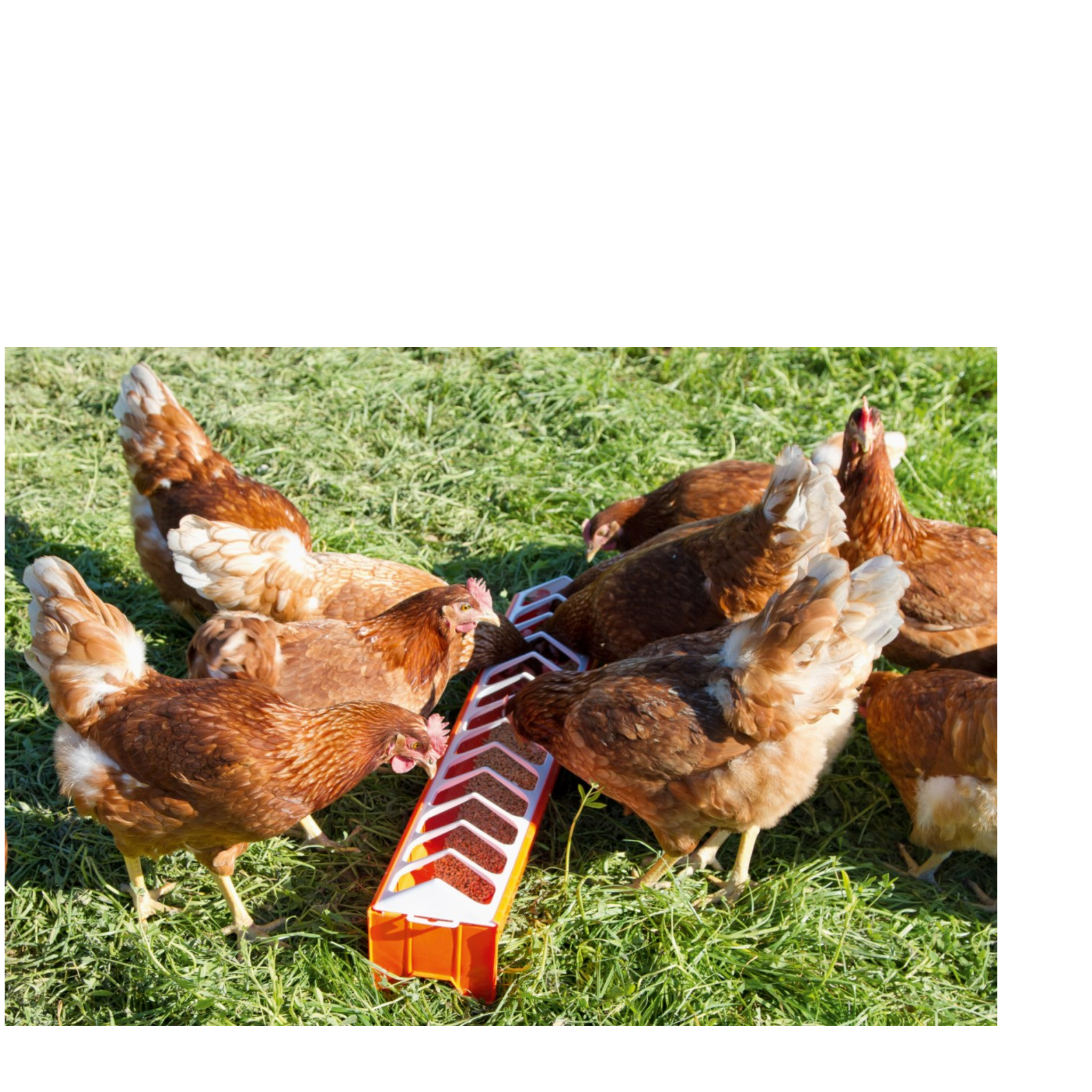 Comederos lineal pollos aves