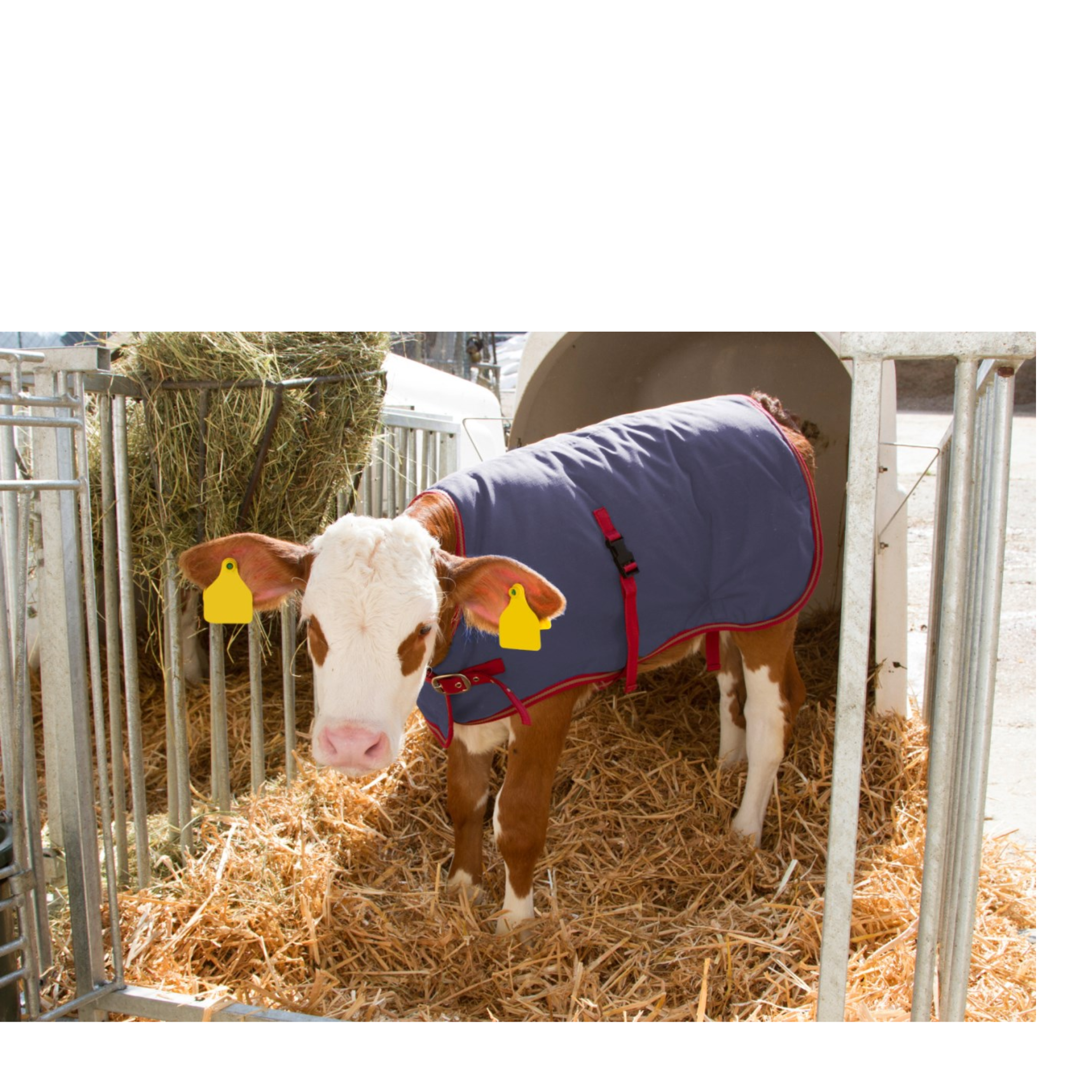 Manta para terneros Thermoplus