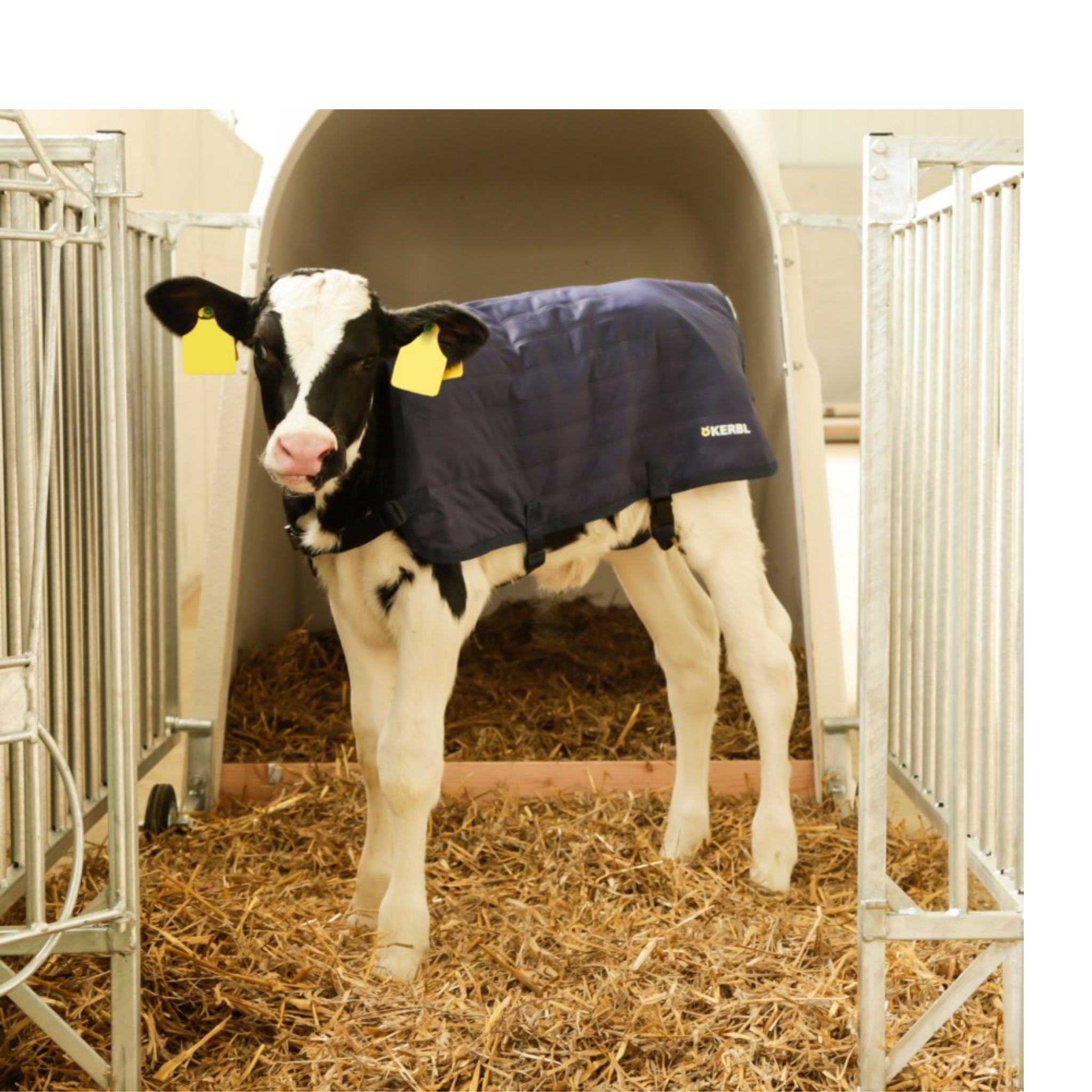 Manta para terneros EasyWear