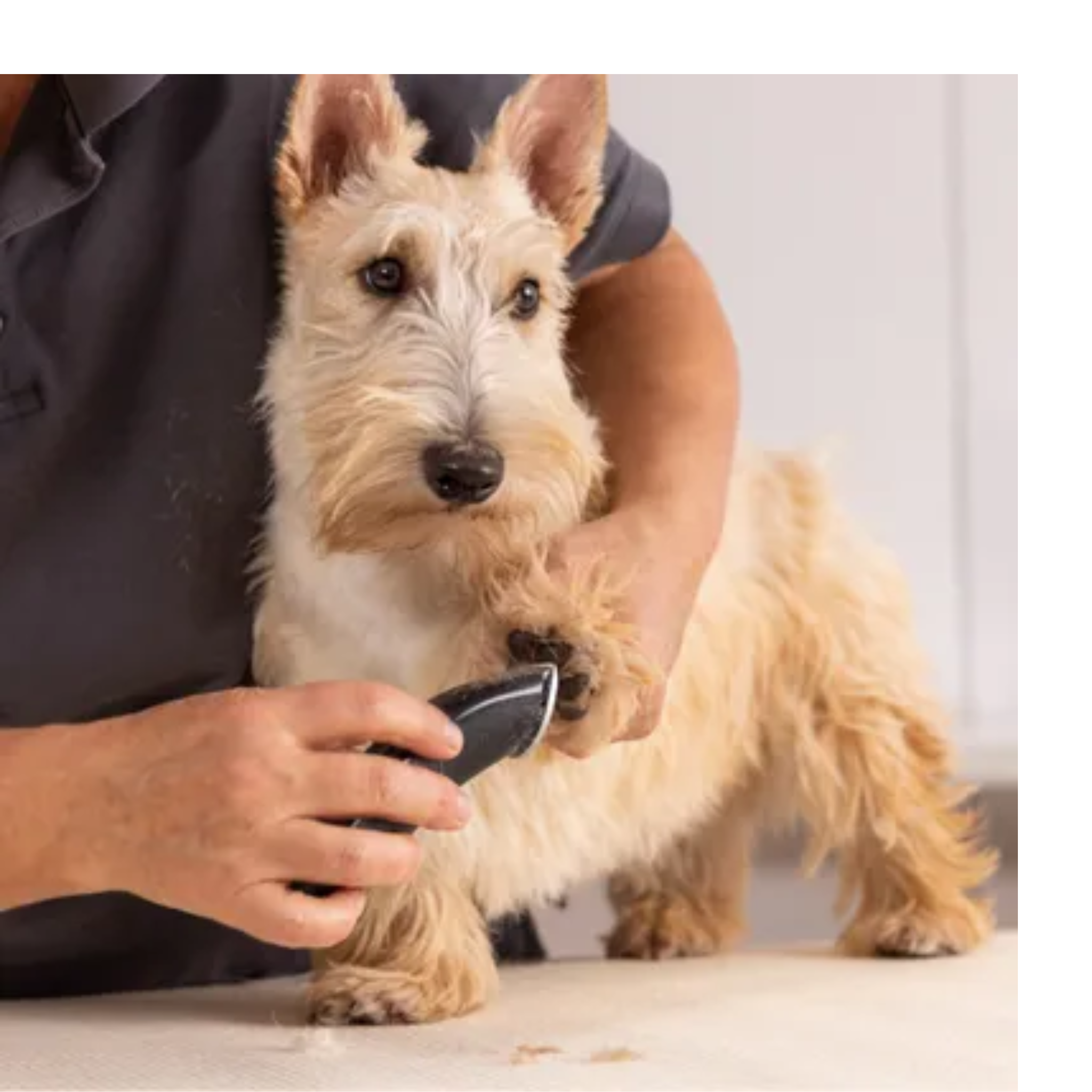 Máquina Wahl Max Go