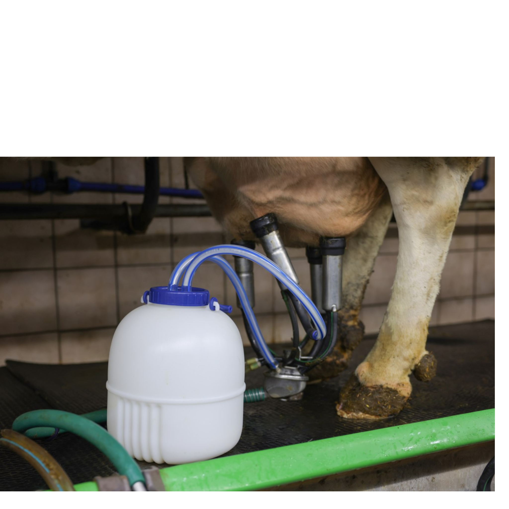 Bola repuesto separadores de leche