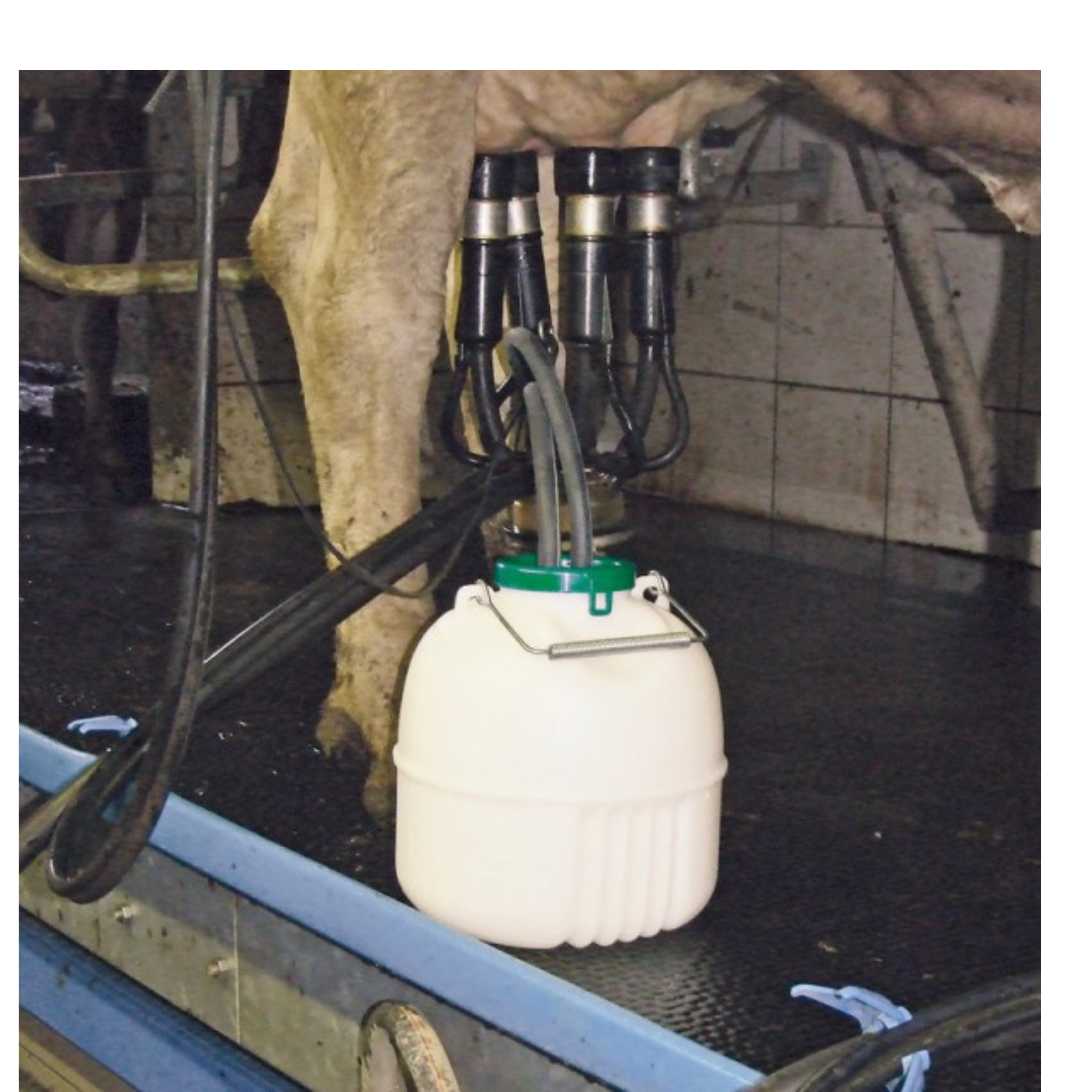 Separador de leche en ordeño GEWA