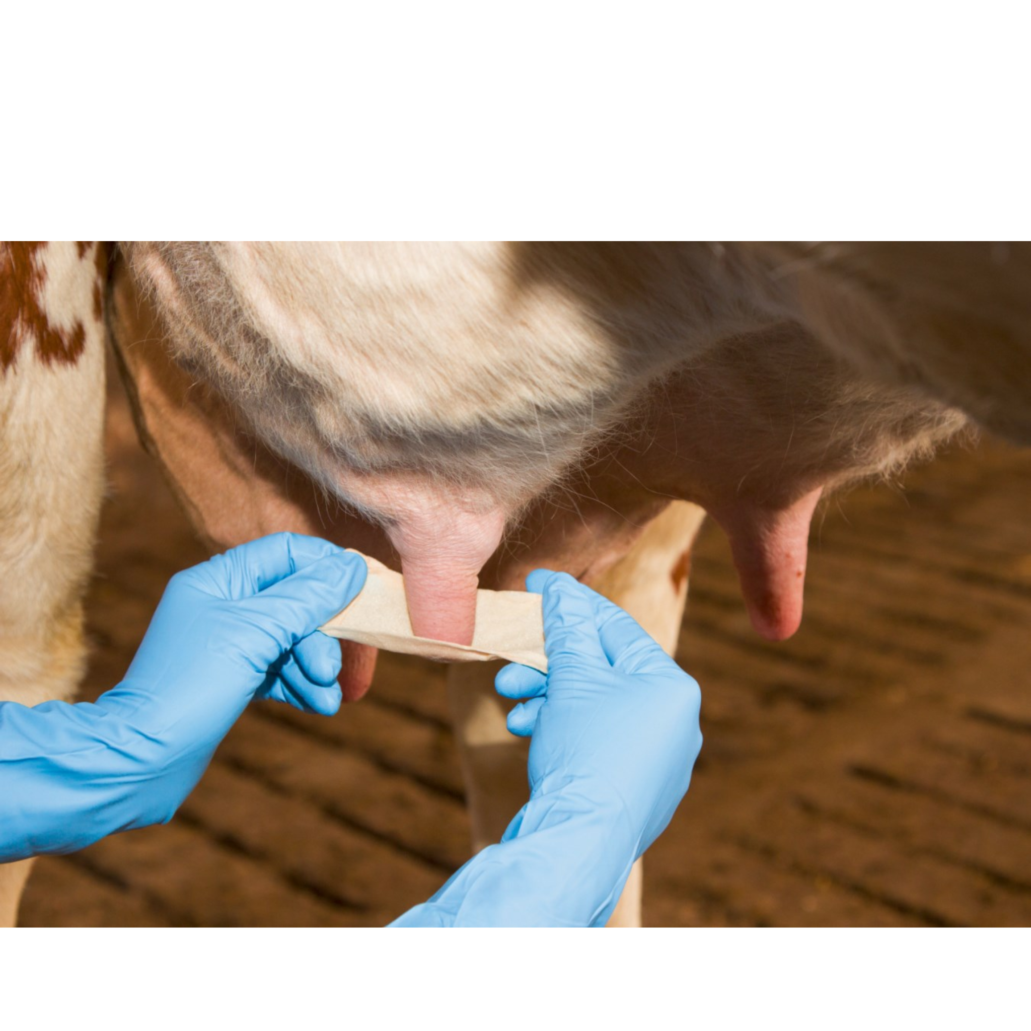 Venda para pezones de las vacas