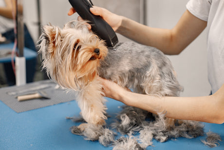 Corta Pelo de Pequeños Animales