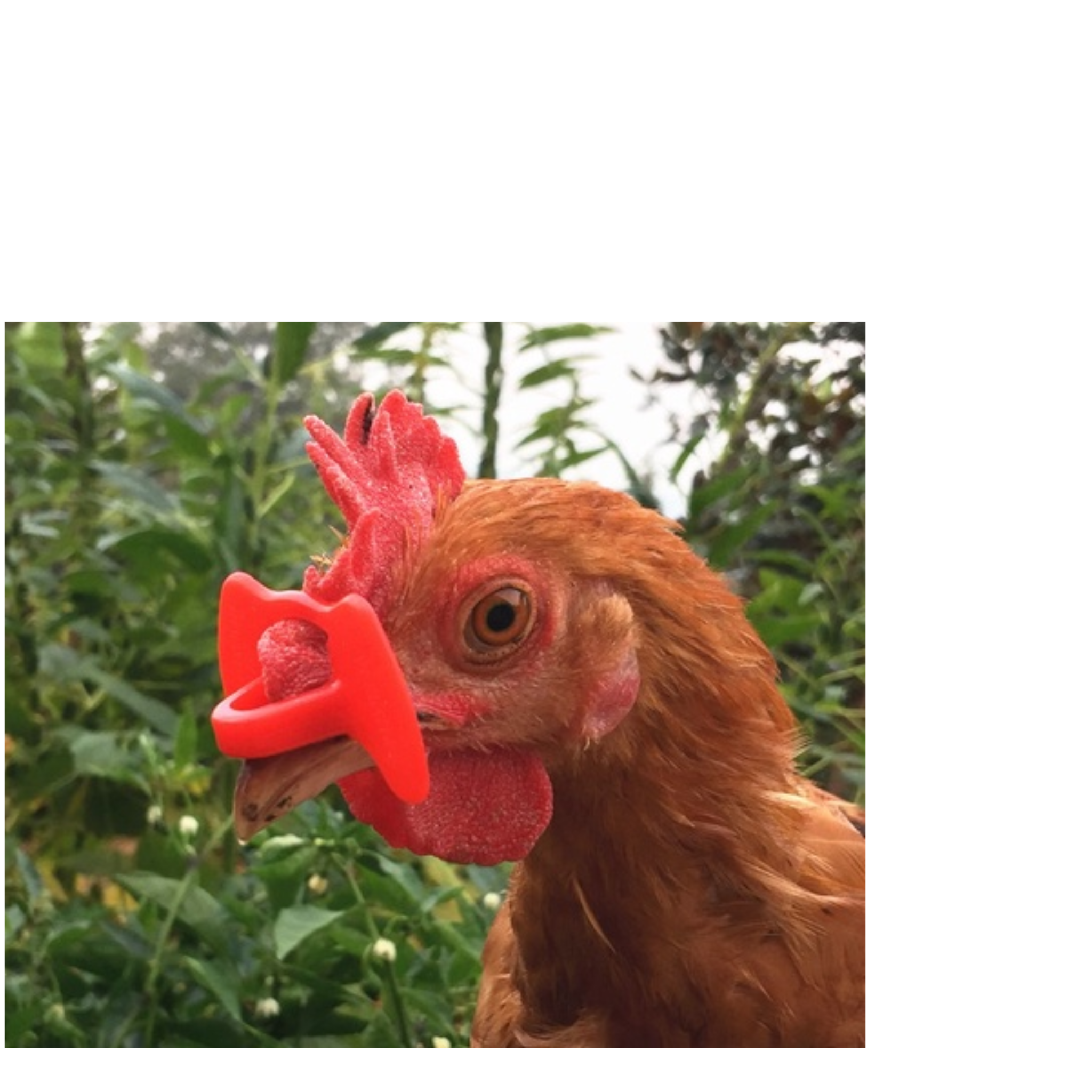 Gafas anticanibalismo