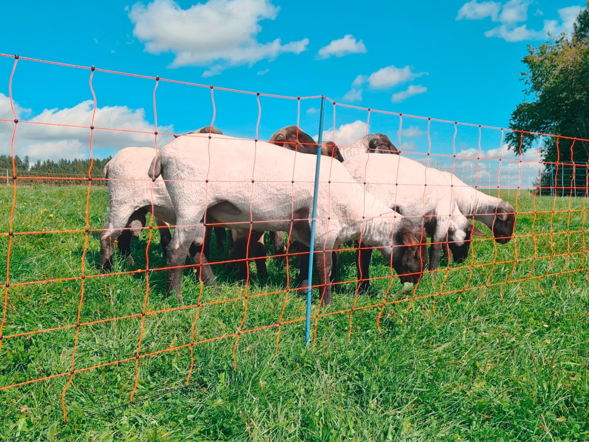 Malla electrificable para ovejas AKO OviNet