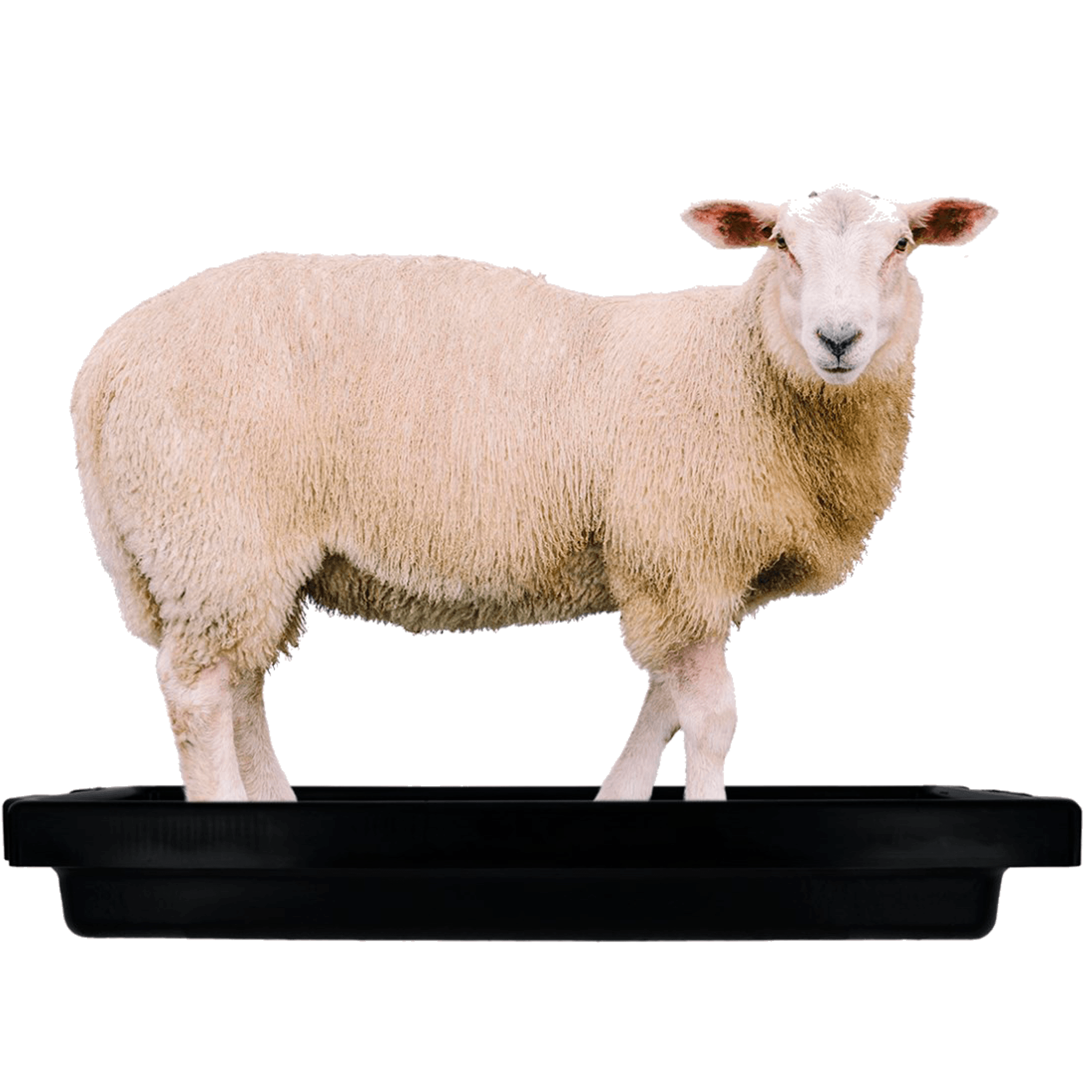 Pediluvio para Ovino-Caprino